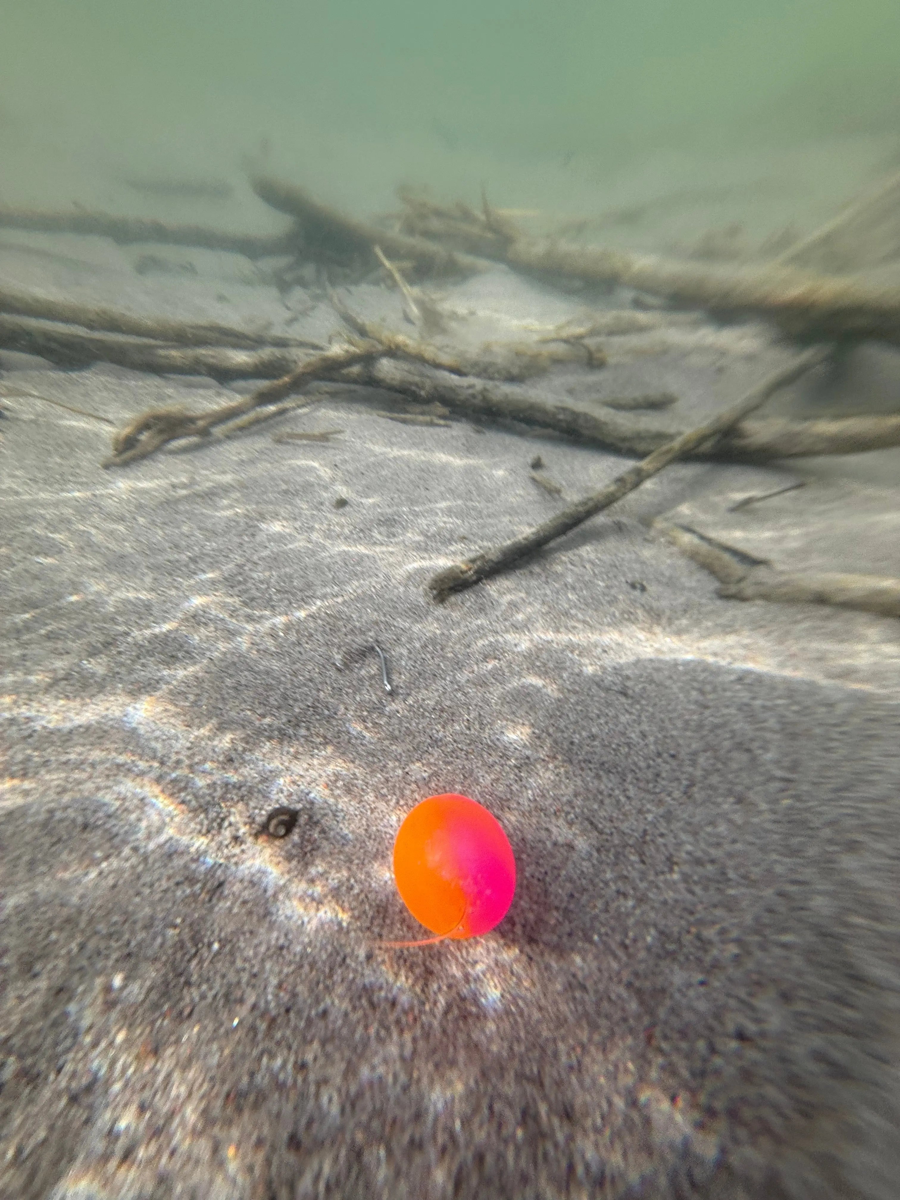 G.B.E. Steelhead Candy 