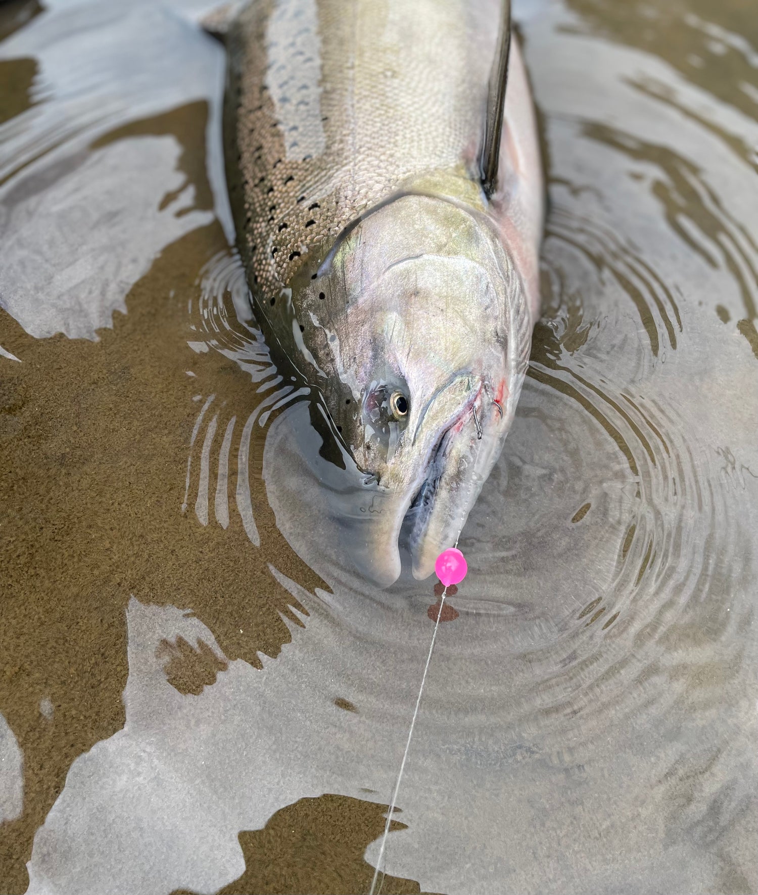 Fly Fishing Trout/Salmon /Steelhead Beads 10mm 20Ct Steelhead UV
