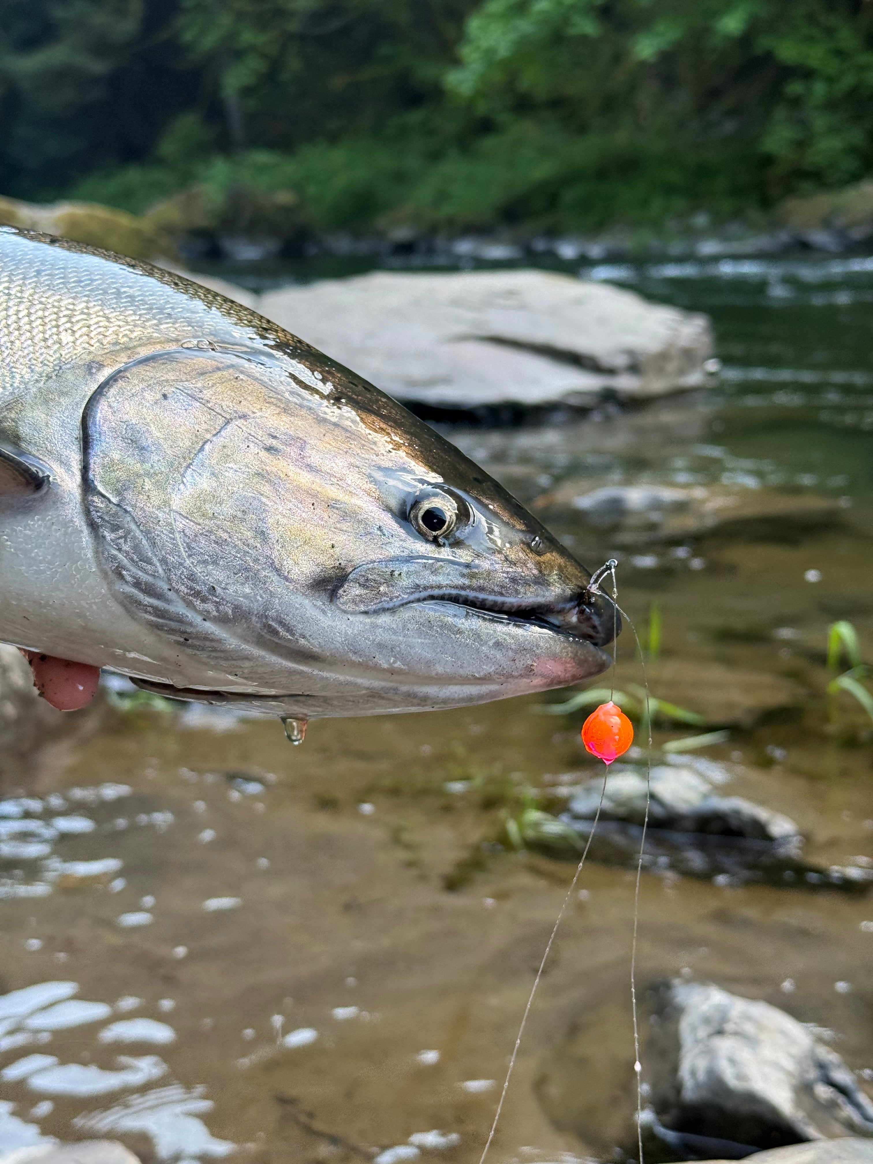 Neon Ember Steelhead Candy 