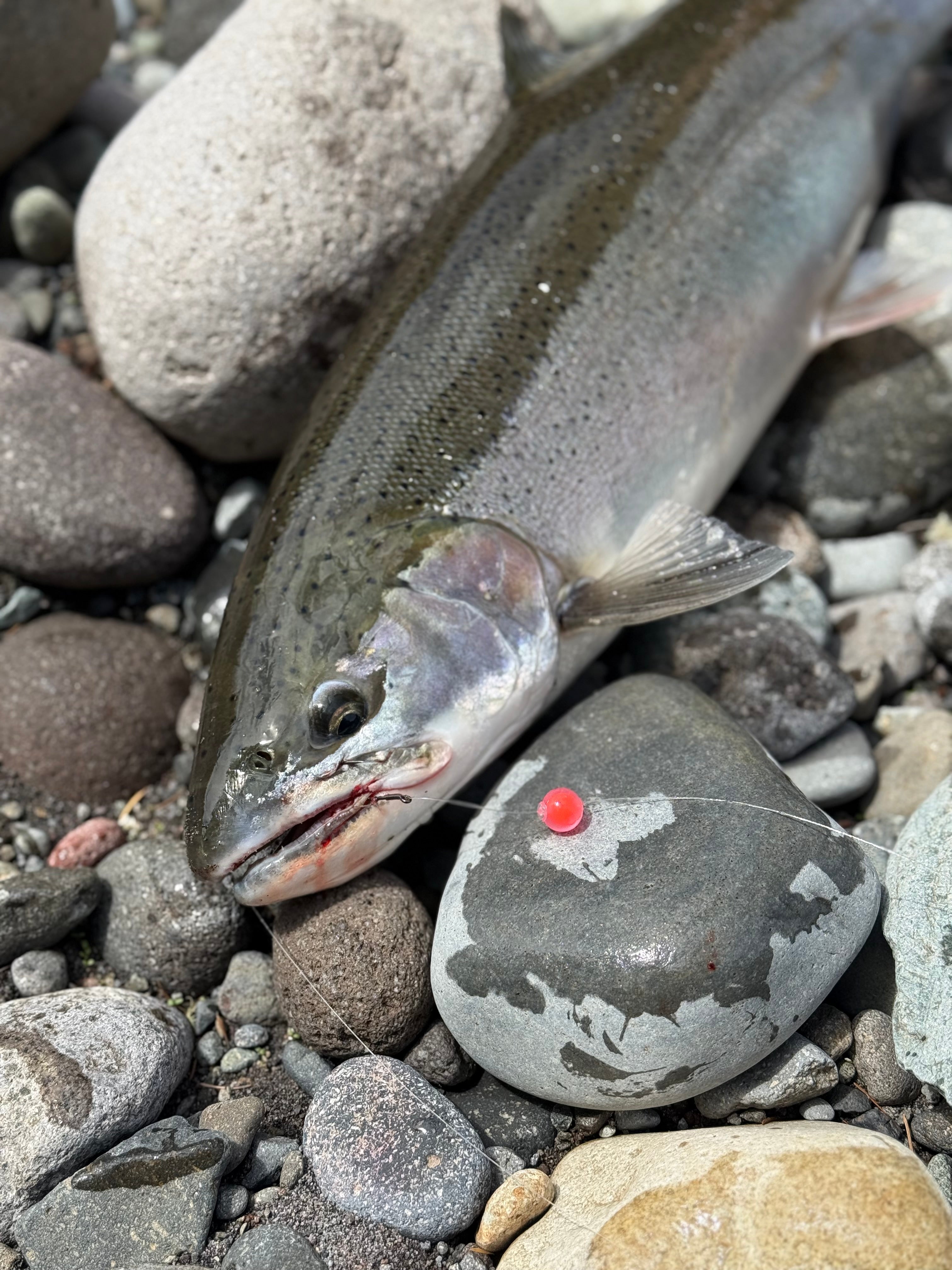 Toxic Tangerine Steelhead Candy 