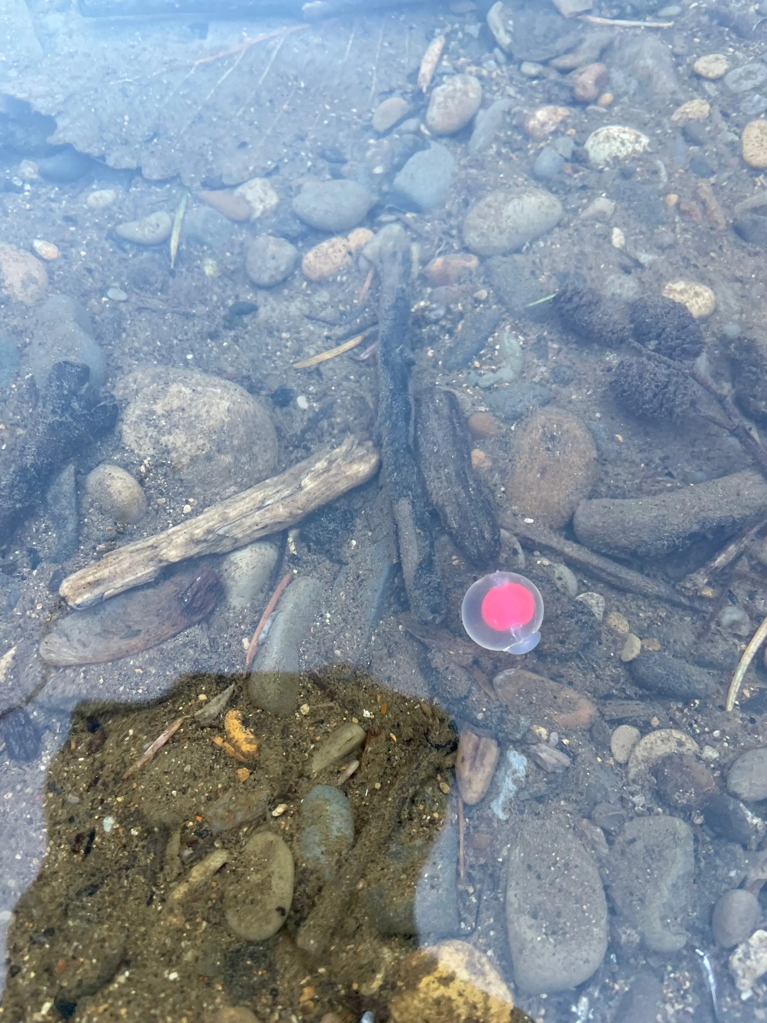 Pink Embryo Steelhead Candy