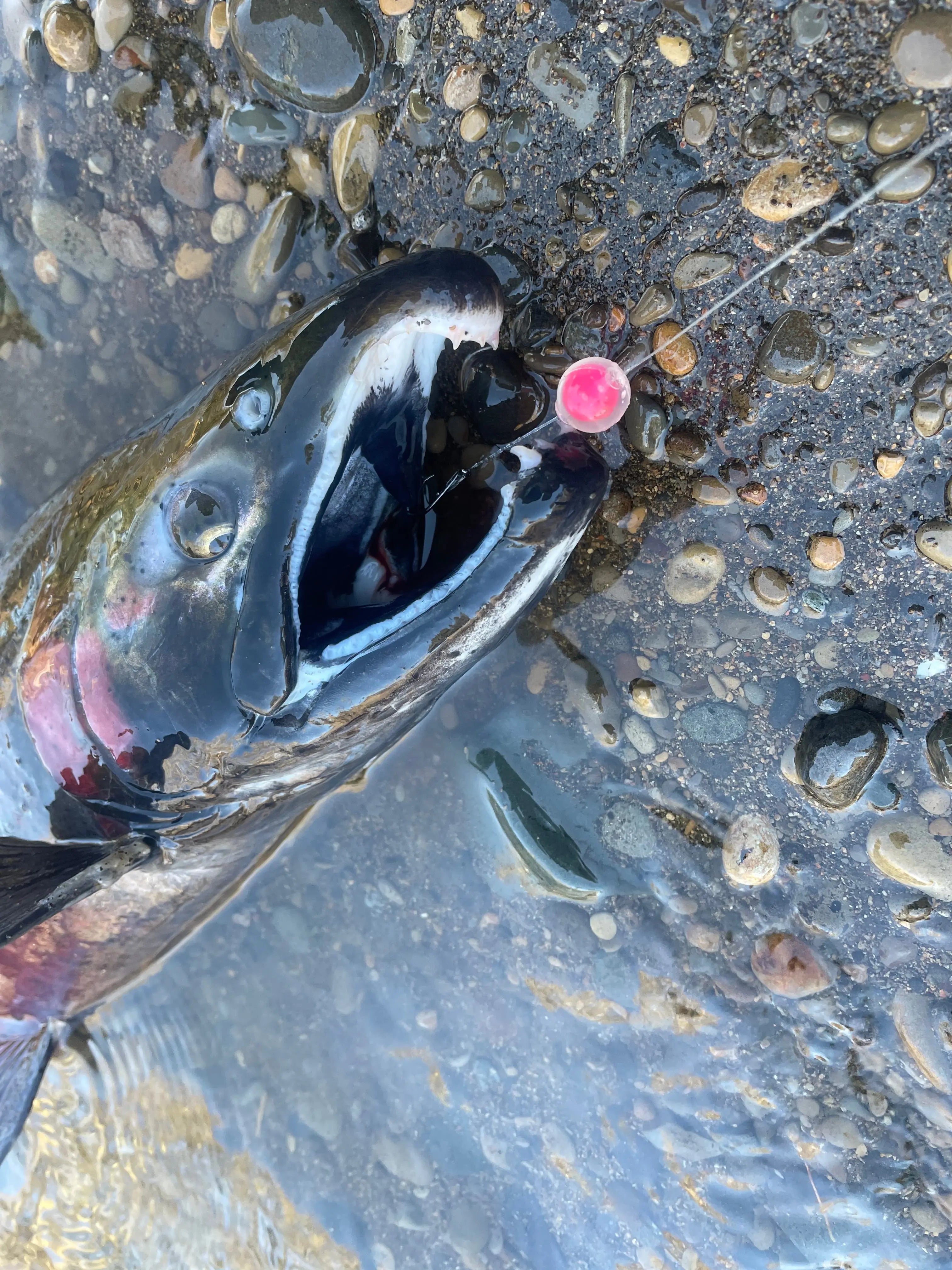 Pink Embryo Steelhead Candy